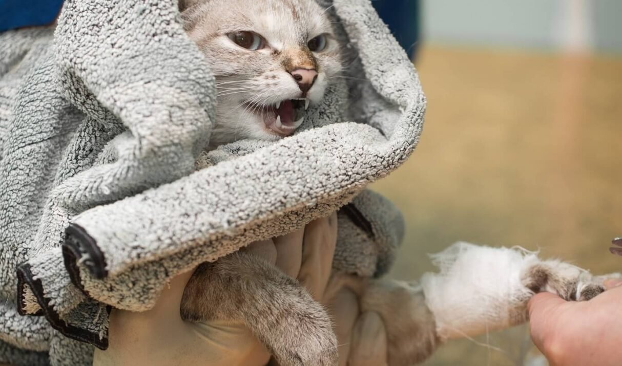 5 Rare Cat Breeds You&rsquo;ve Probably Never Heard Of